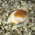 Nassarius glans